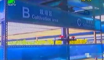 掀開(kāi)植物工廠的智慧面紗 三安植物照明工廠項(xiàng)目本月底投產(chǎn)，引領(lǐng)現(xiàn)代農(nóng)業(yè)新篇章